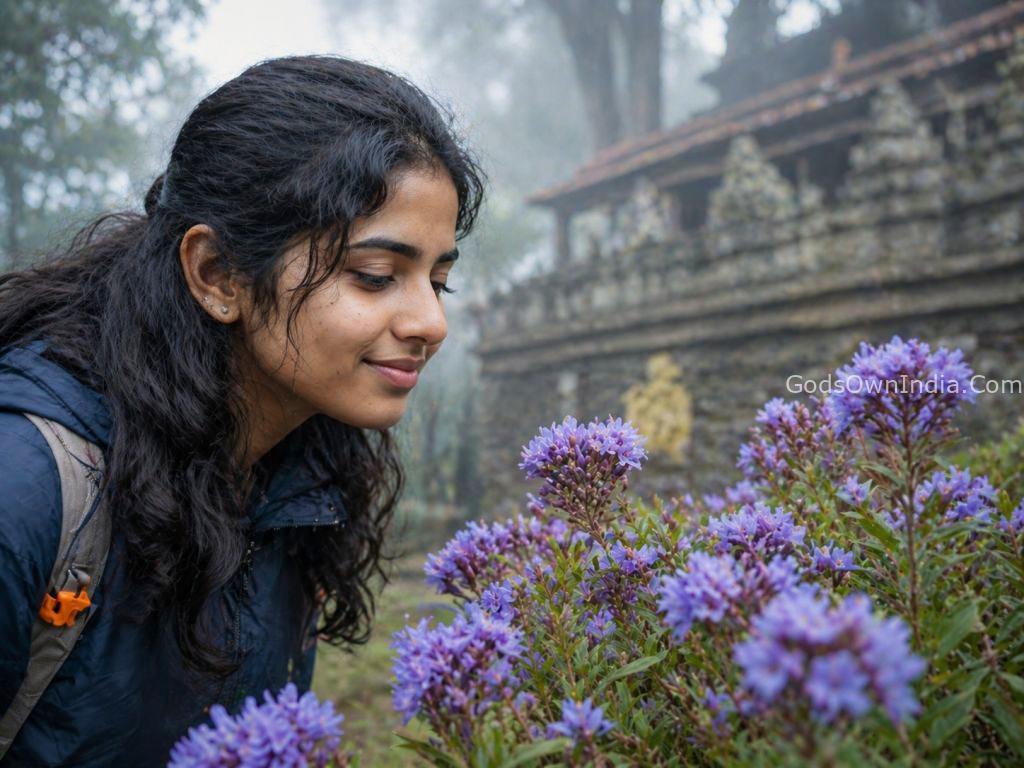 Neelakurinji Blooms in Periyar Tiger Reserve